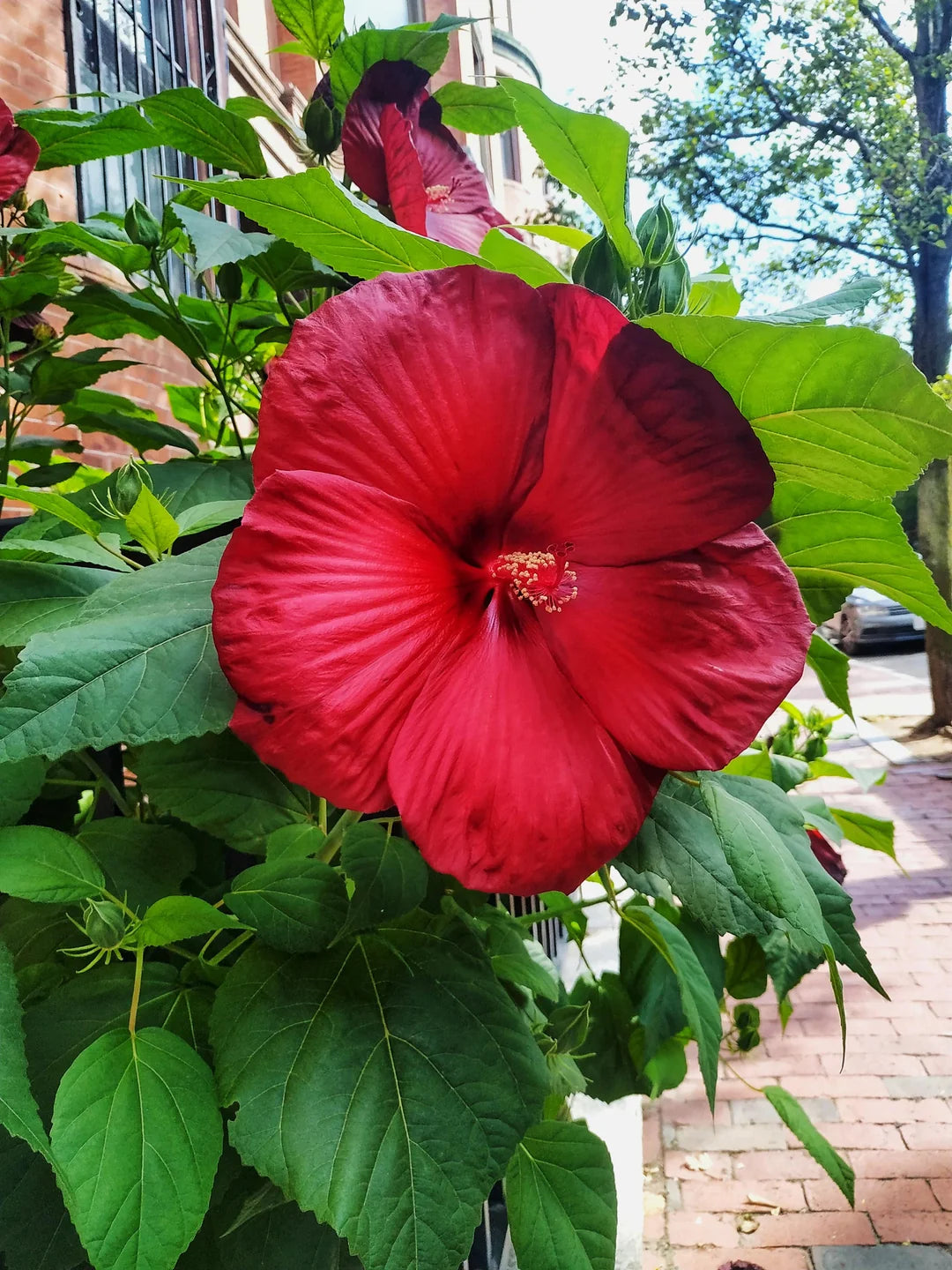 Red Dinner Plate Hibiscus Flower Seeds – Huge 10-12 Inch Blooms, Perennial (15+ Seeds)