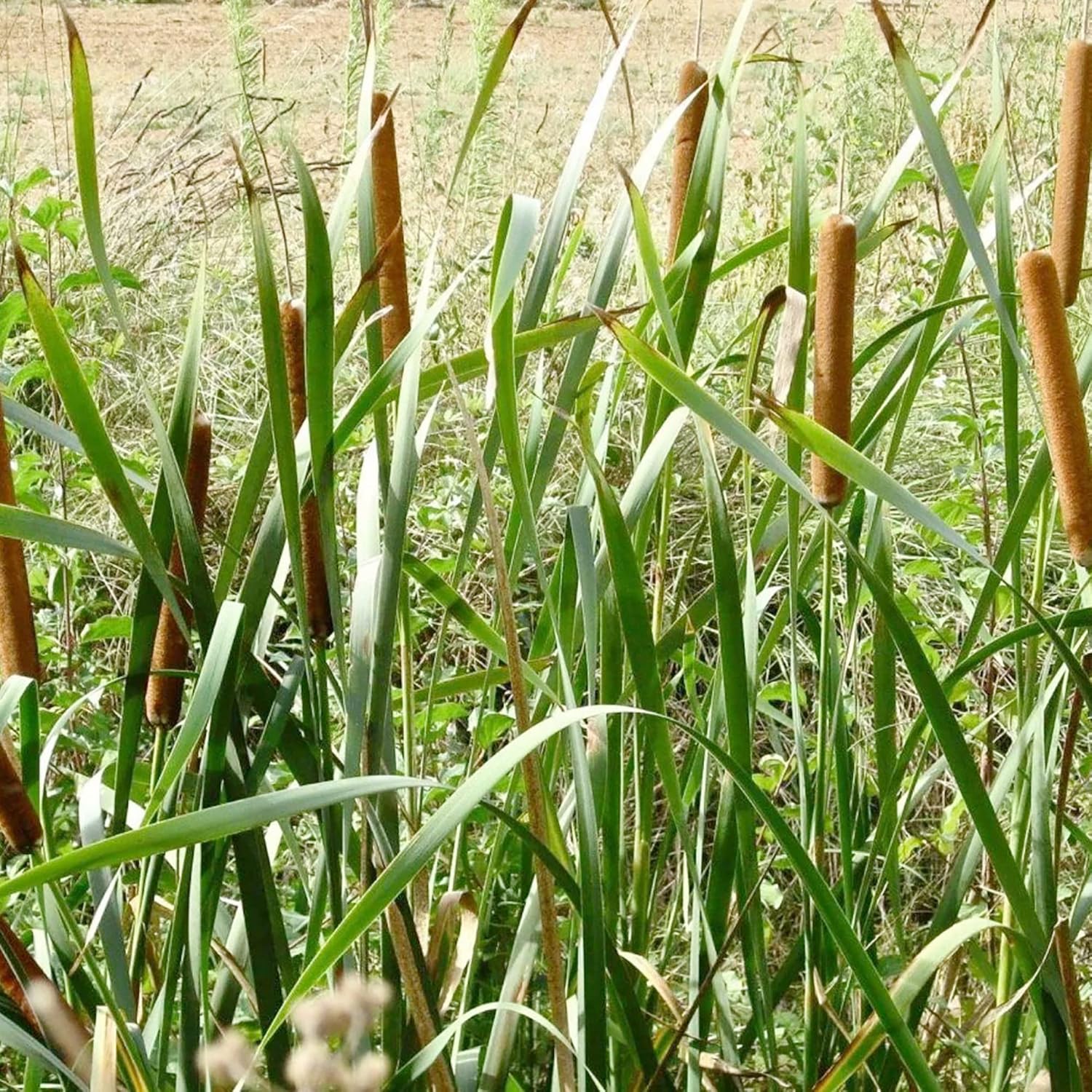 Graines de quenouilles pour la plantation Typha Latifolia Plante ornementale vivace à croissance rapide pour étangs et jardins marécageux