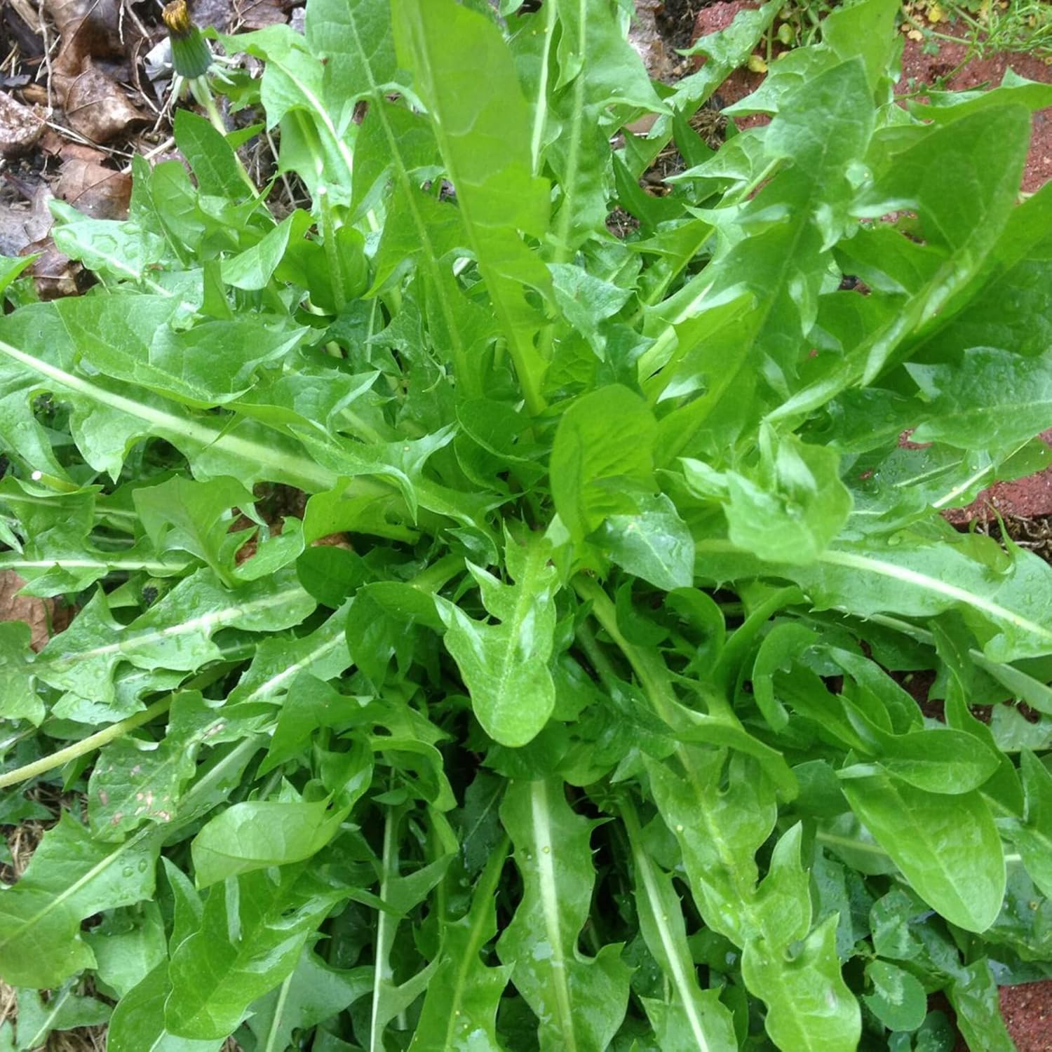 Italian Dandelion & Chicory Seeds - Heirloom, Annual, Fast Growing for Culinary & Vegetable Gardens - 600 Pieces