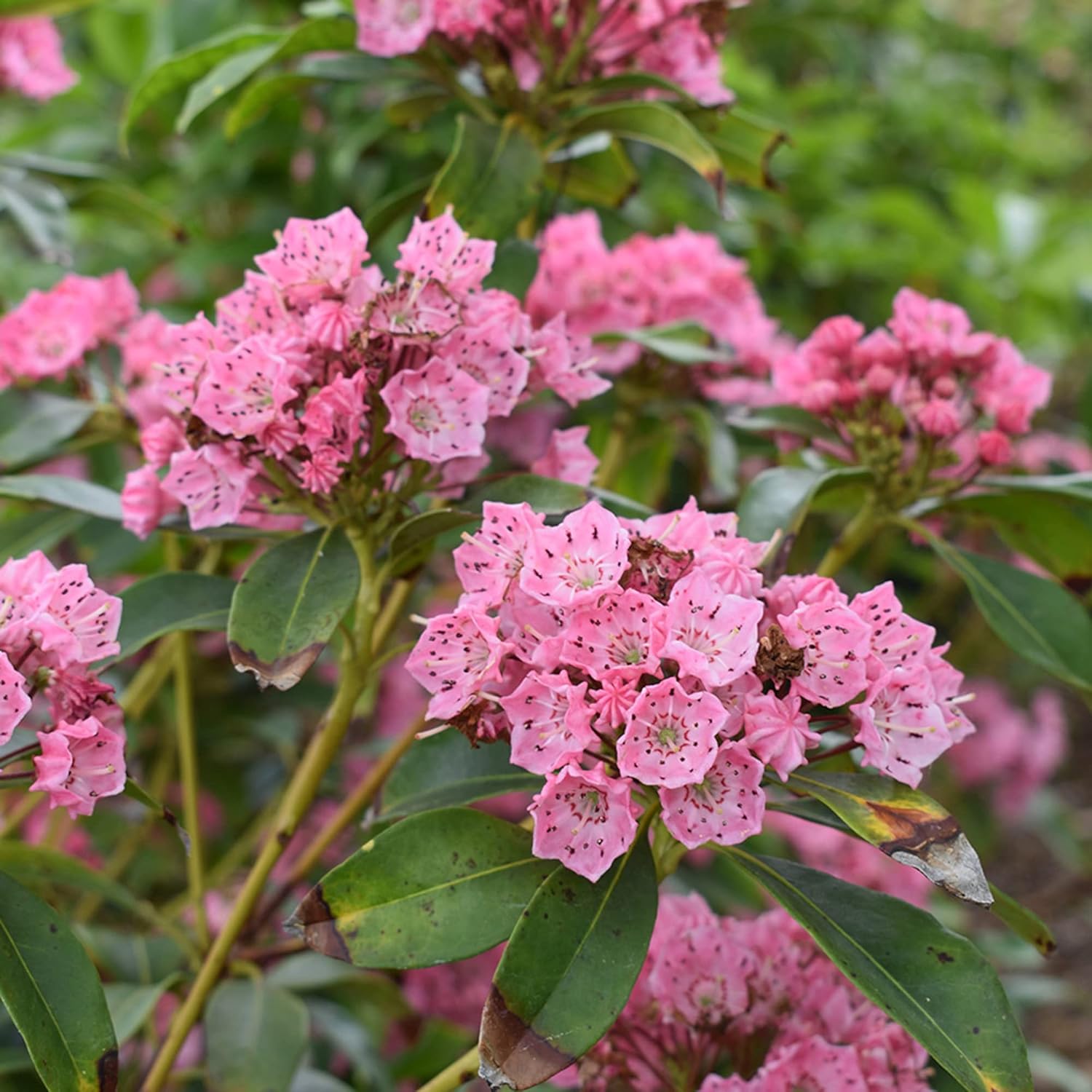 Berglorbeersamen (Kalmia Latifolia) – Blühender, immergrüner Strauch mit auffälligen Blüten und glänzendem Laub, zieht Bestäuber an