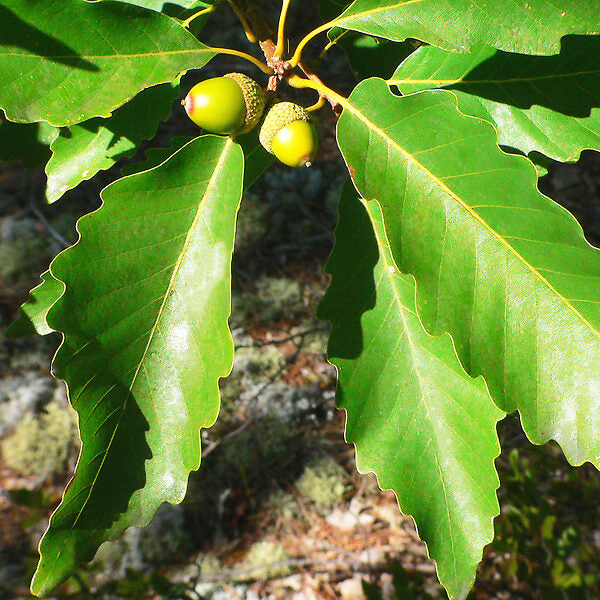 Graines de glands de chêne châtaignier - Quercus Prinus, Chêne blanc - 16 graines