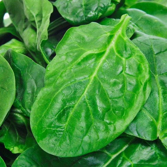 Viroflay Spinach Seeds – Premium Heirloom Variety for High-Yielding Harvests