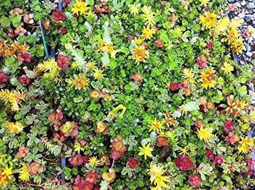 Sedum Seeds-Roof Garden, Beautiful Mix Colors, Greens,Yellows, Reds And Purple (100pcs)