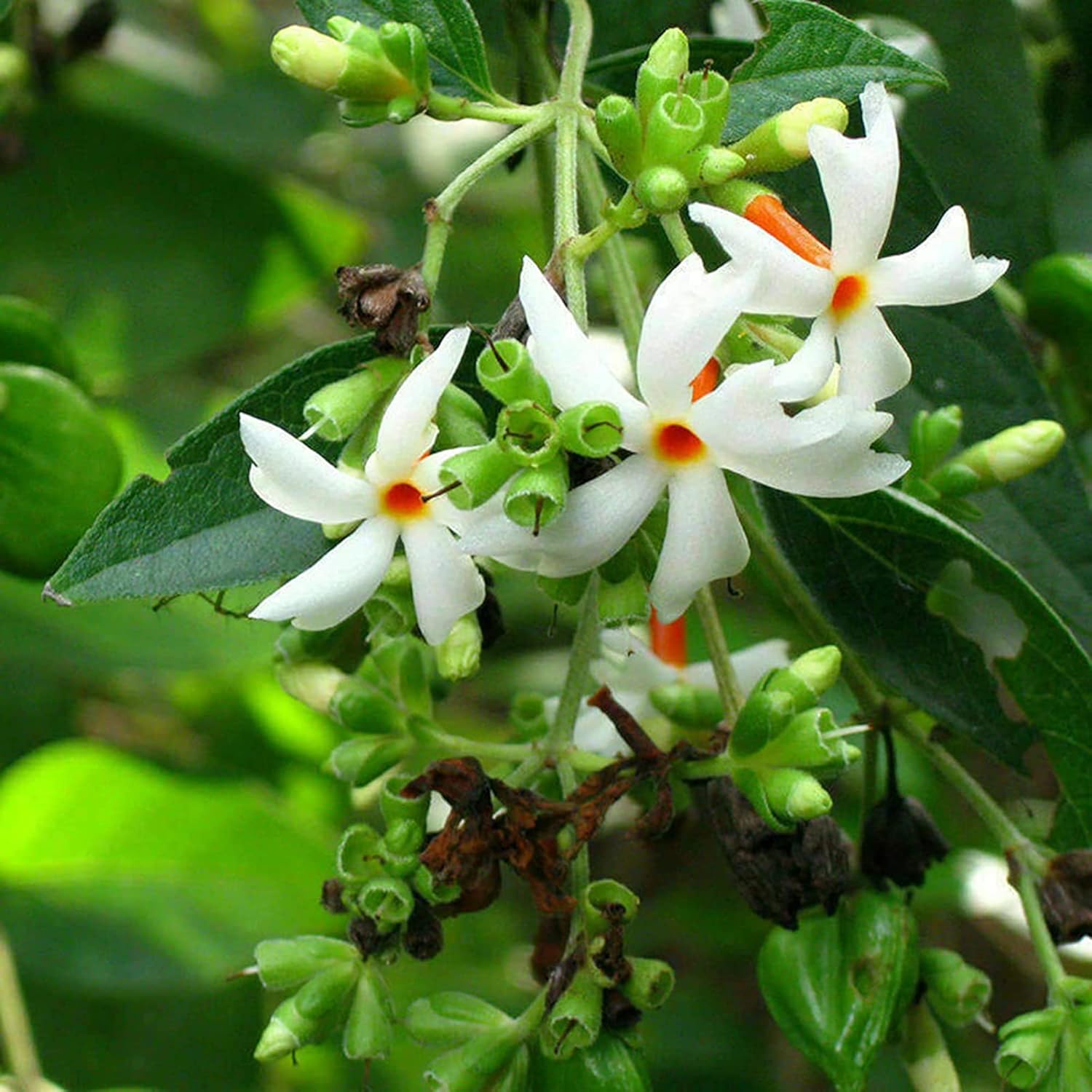 Night-Flowering Jasmine Seeds for Planting Nyctanthes Arbor-Tristis - Fragrant, Health Benefits, Showy Ornamental for Patio & Borders - 100 Pcs