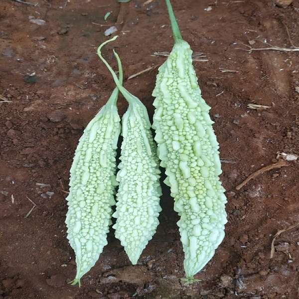 White Bitter Gourd Seeds – Rare Heirloom Variety for Nutritious Harvest