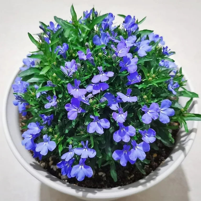 Rainbow Creeping Thyme Blue Rock Cress - Perennial Ground Cover Flower for Home Garden, 200 Pcs (12 Colors)