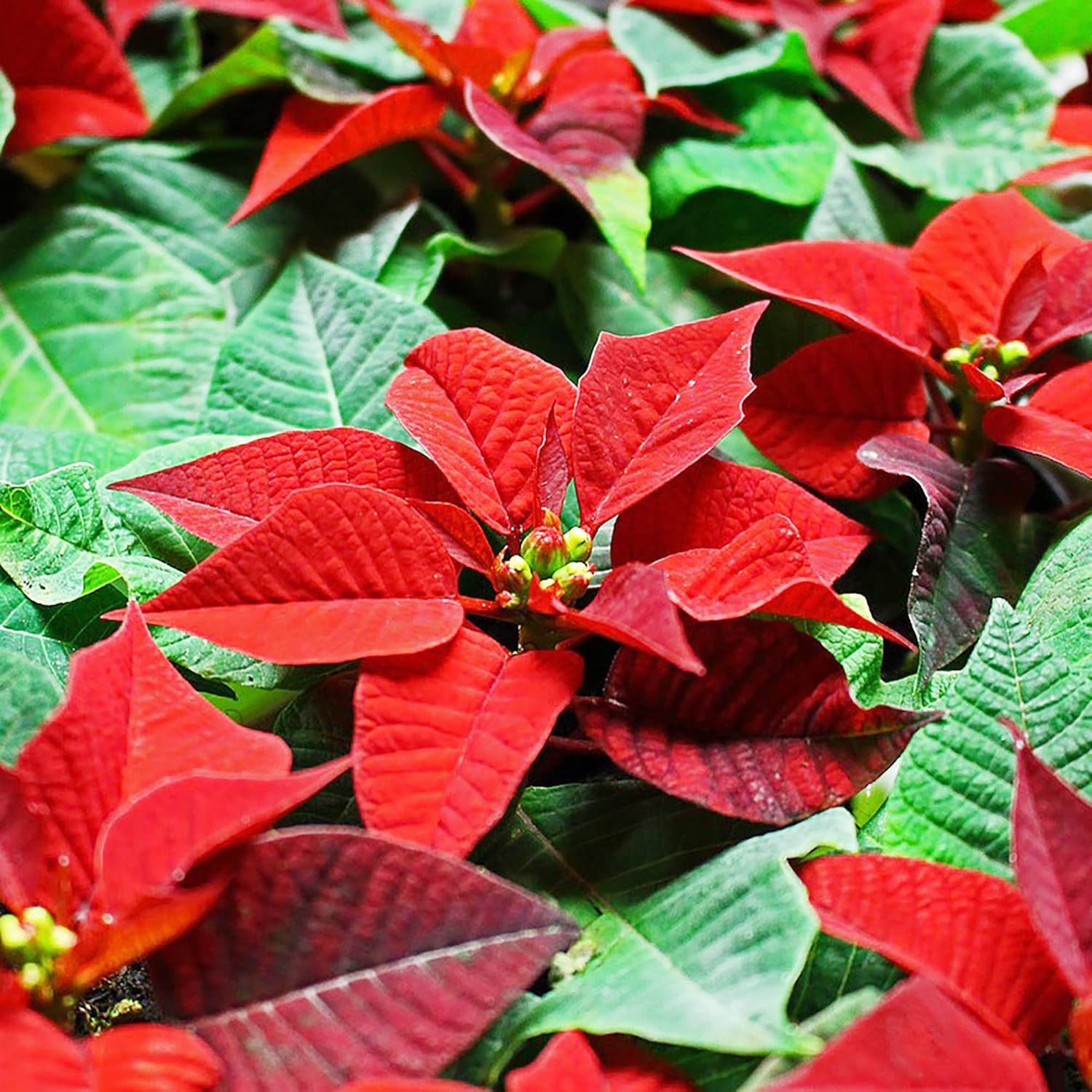 Poinsettia Seeds - Christmas Star Perennial, Drought-Tolerant, Ideal for Landscape, Hedges, Screens, Patio, Indoor & Outdoor Container - 100 Pcs