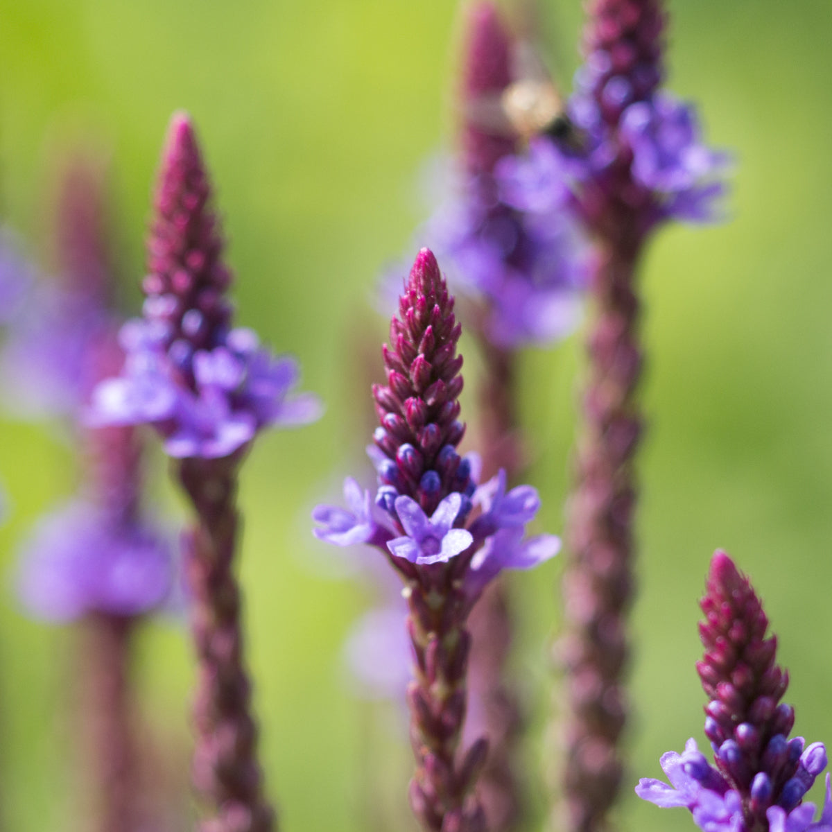 Blue Vervain Seeds (Verbena hastate) for Planting