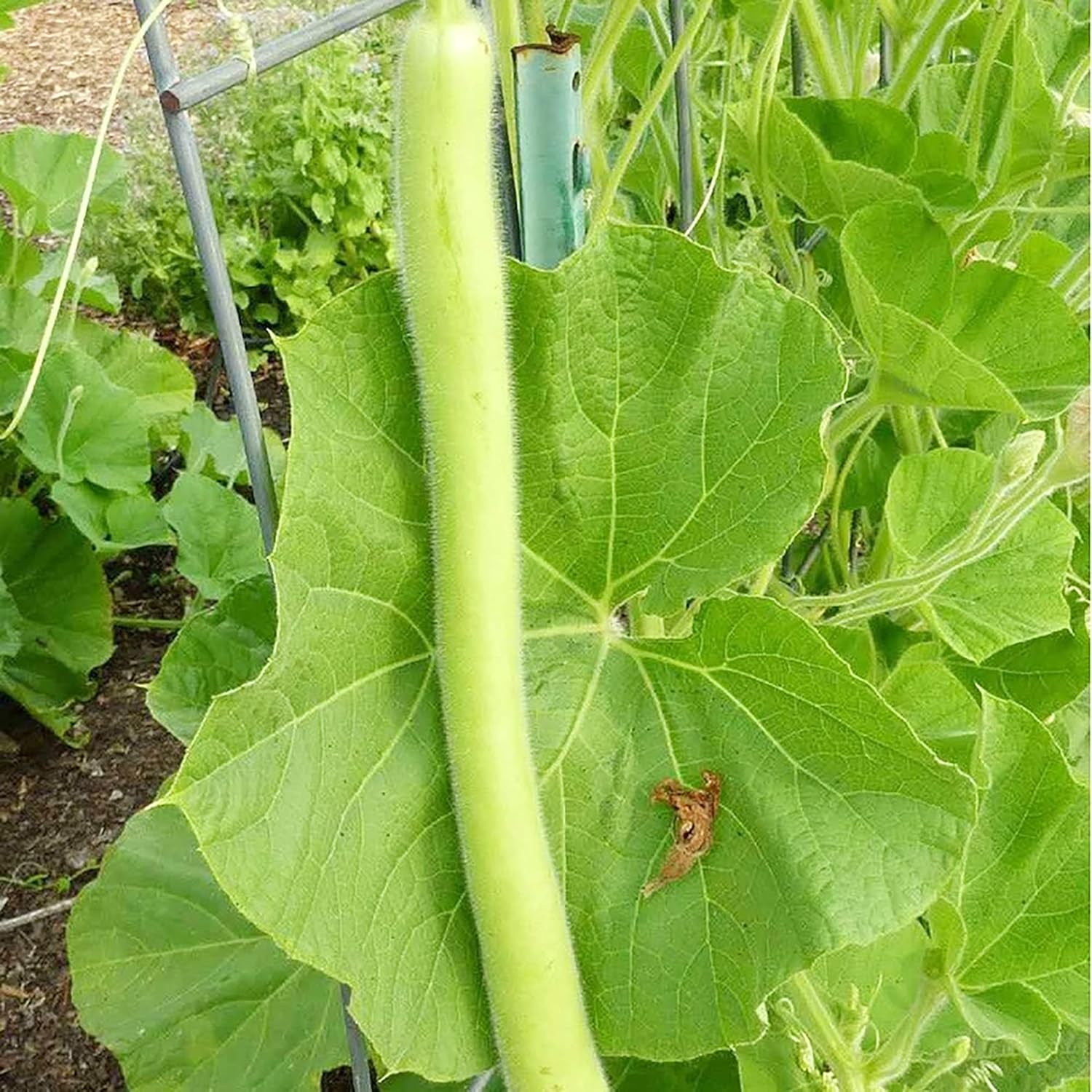 Cucuzzi Gourd Seeds,  Italian Edible Gourd, Annual, Self-Pollinating Vegetable Garden Seeds- 100 Pcs