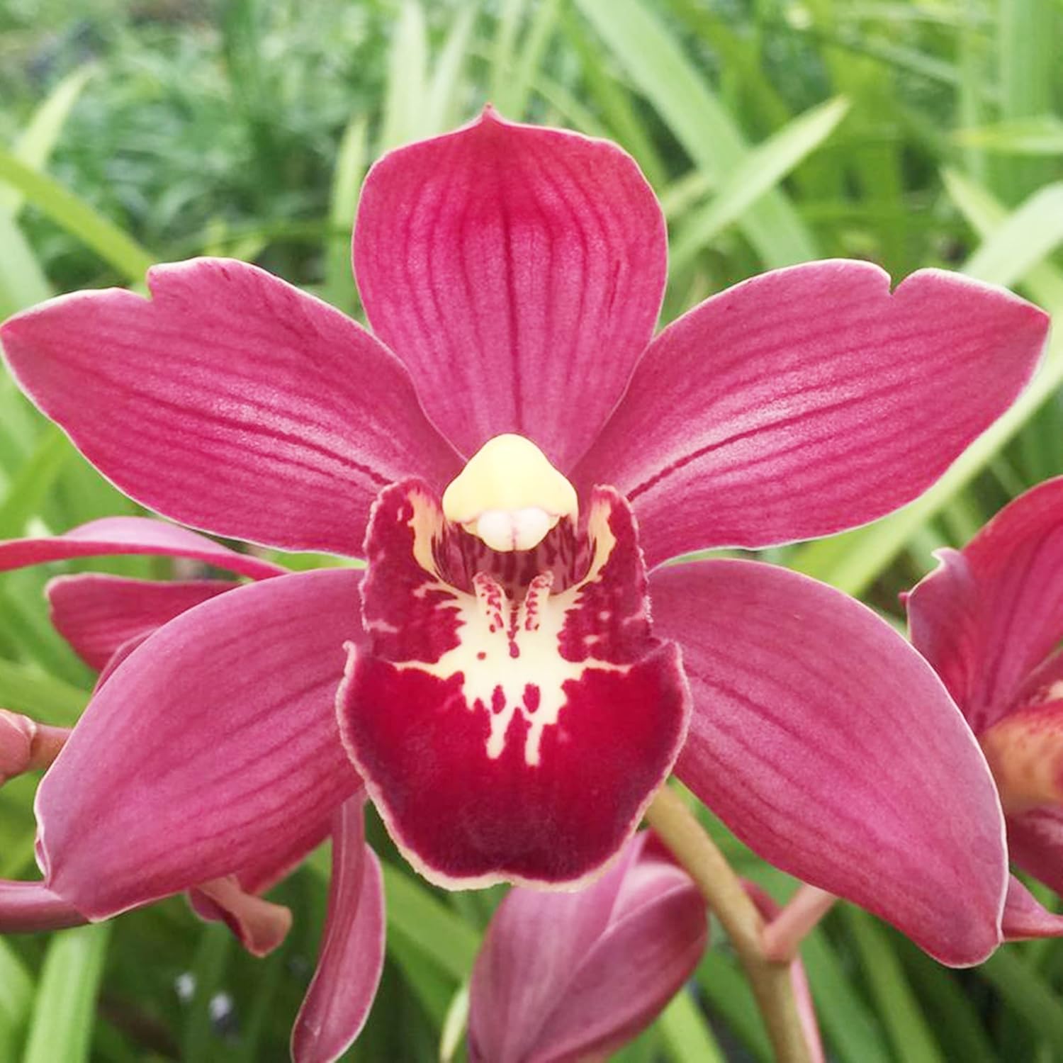 Cymbidium-Orchideensamen – Bootsorchidee, immergrüne Staude, zieht Bienen an, ideal für Anfänger, Zimmerpflanze im Container