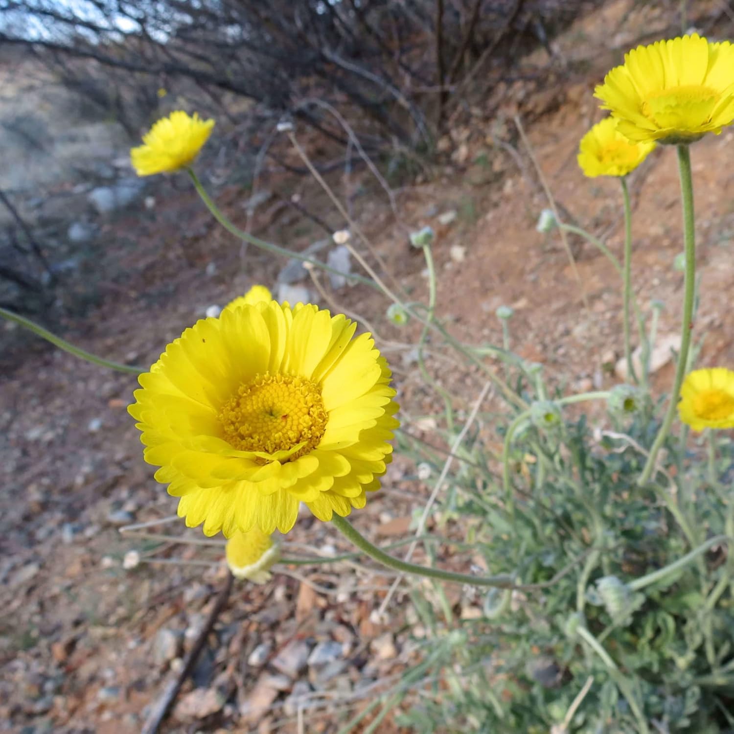 Desert Marigold Seeds - Baileya Multiradiata Perennial, Butterfly Attractor, Deer Resistant, Drought Tolerant, Ideal for Rock Gardens & Containers - 500 Pcs