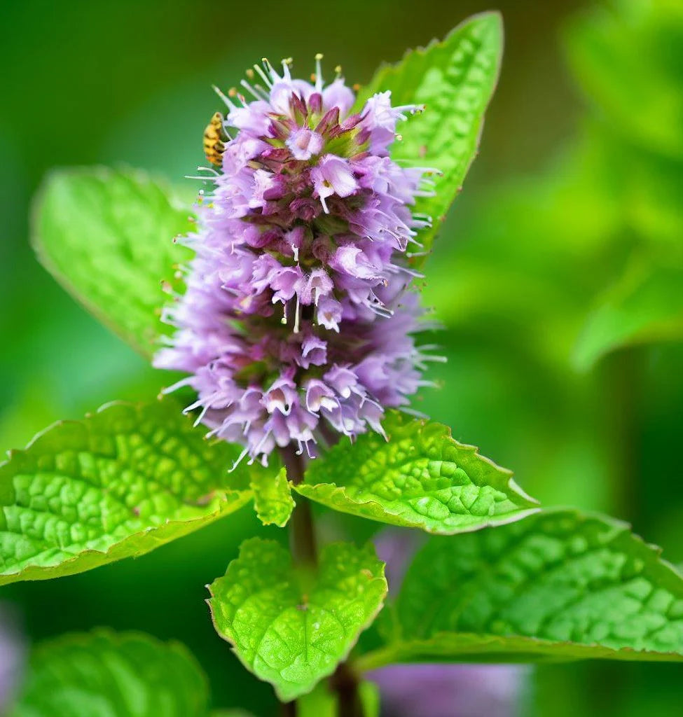 Spearmint (Mentha spicata) Seeds – Aromatic Herb for Planting, Fresh Garden Mint, Non-GMO, Easy to Grow, Perennial Herb for Tea, Cooking & Wellness