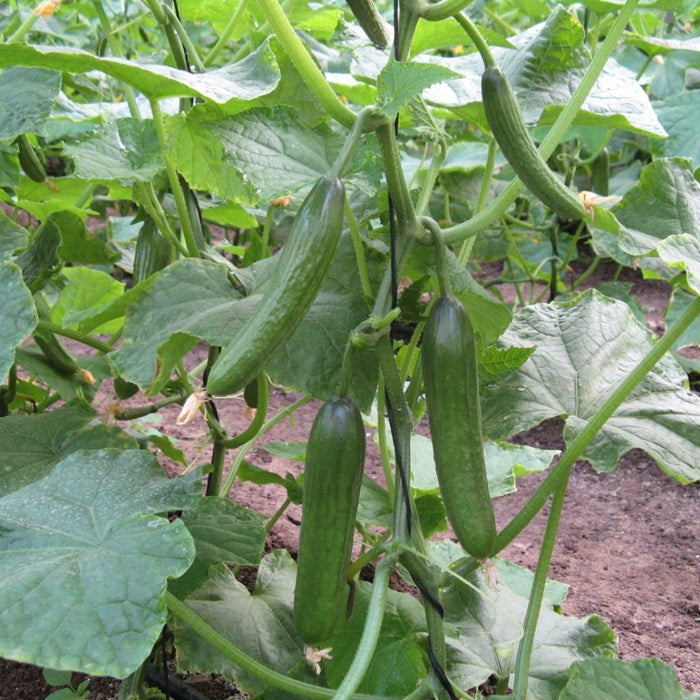 Socrates Cucumber Seeds – High-Yield, Crisp & Sweet Greenhouse Variety