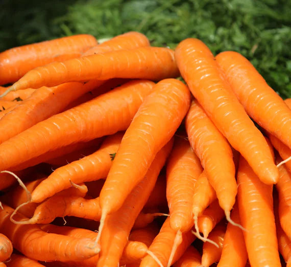 Tendersweet Carrot Seeds – Heirloom, Sweet & Crisp - Grow Fresh Carrots