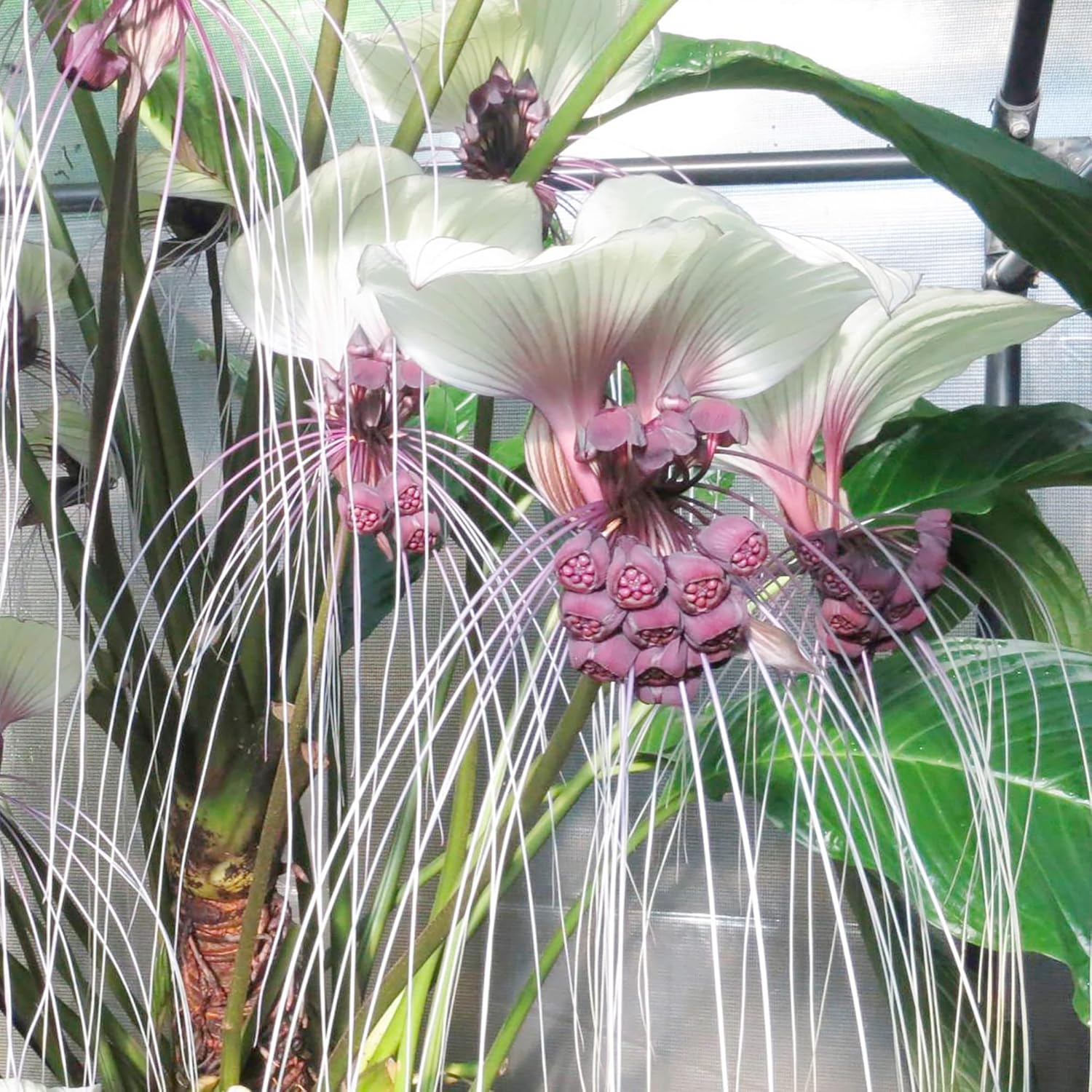 Tacca Integrifolia White Batflower Seeds - Tropical Ornamental, GMO-Free, Ideal for Indoor Containers - 5 Pcs