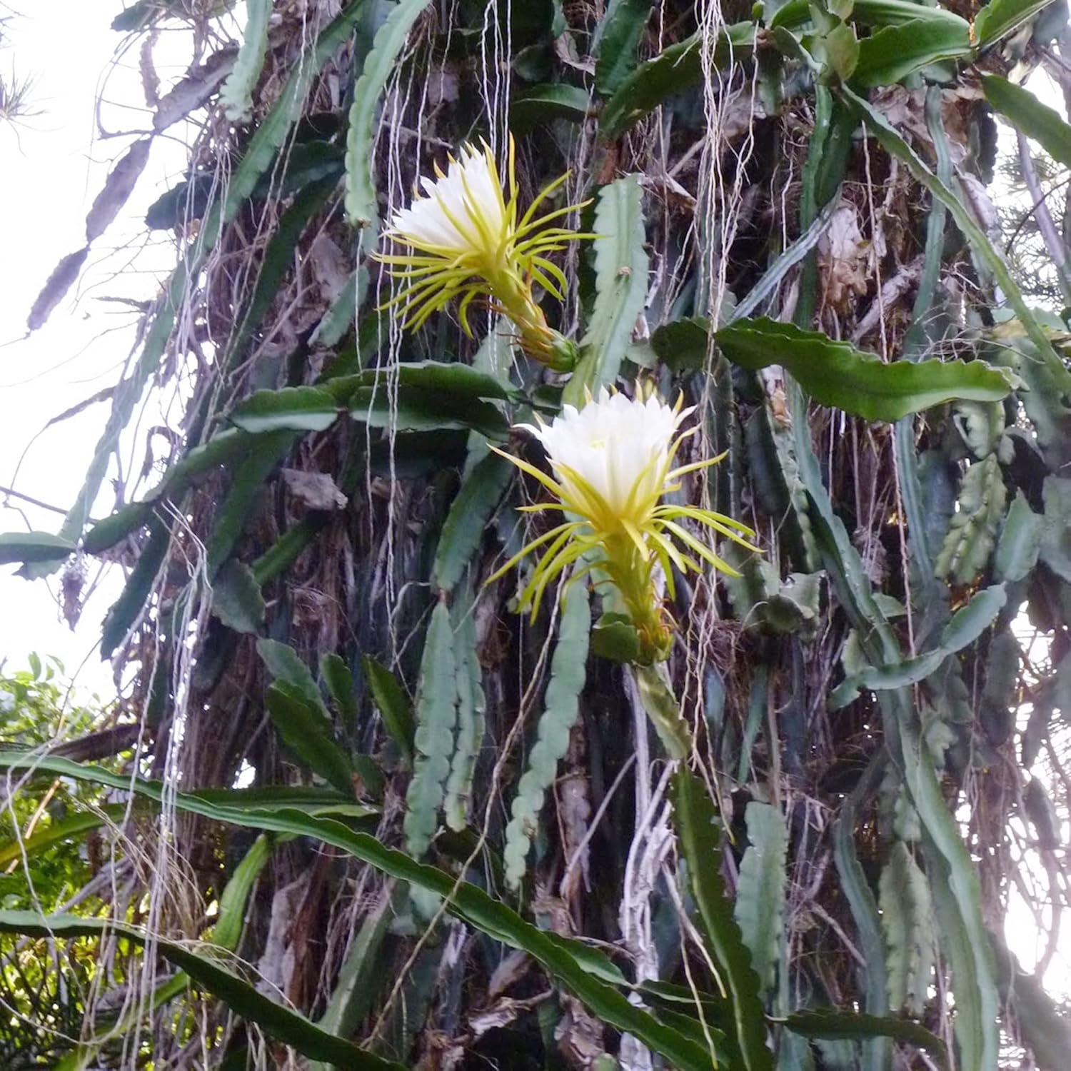 Night-Blooming Cereus Cactus Plant with Large, Fragrant White Flowers - Queen of The Night Seeds, 50 Pcs