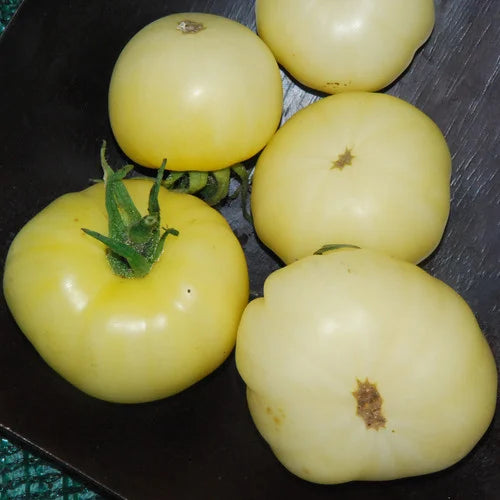 White Wonder Tomato Seeds – Heirloom, Sweet & Juicy - Grow Your Own Tomatoes