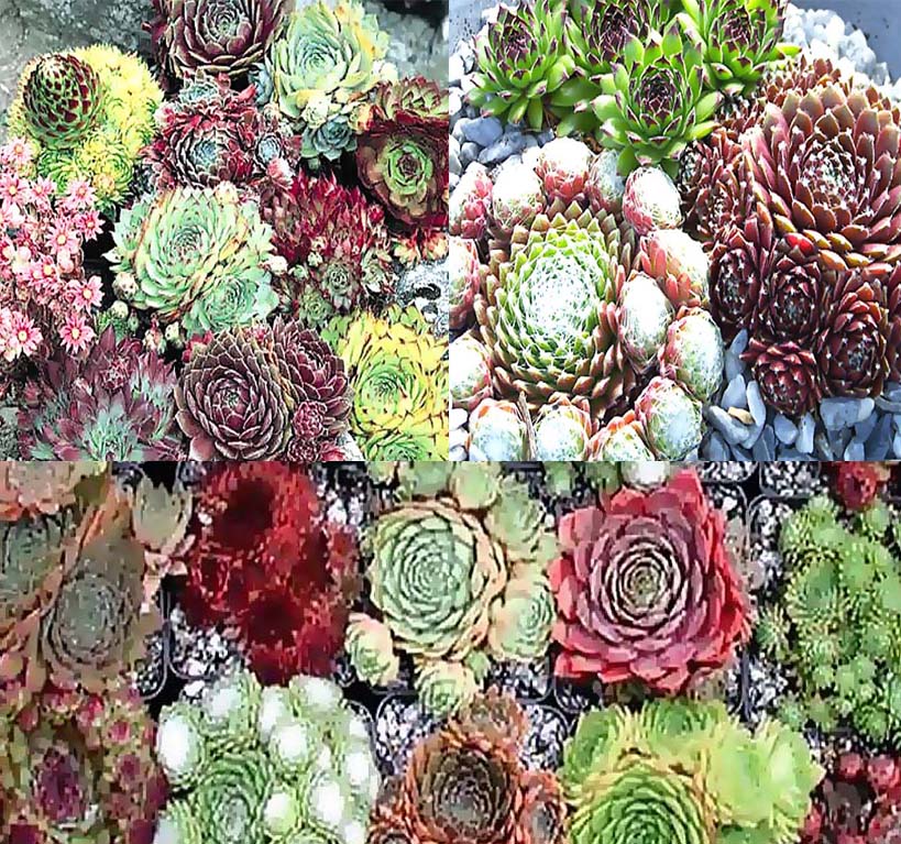 Mélange de graines succulentes pour poules et poussins, graines de fleurs pour bonsaï, pour jardin domestique - 200 pièces