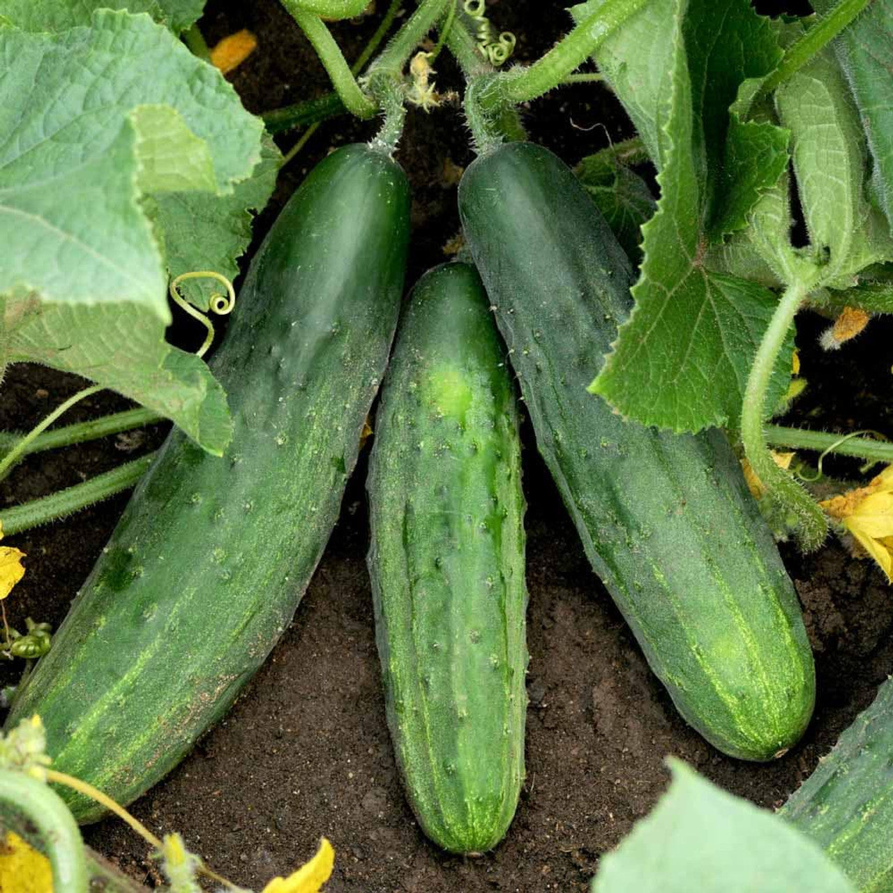 Spacemaster 80 Cucumber Seeds – Compact, High-Yield, Heirloom Variety