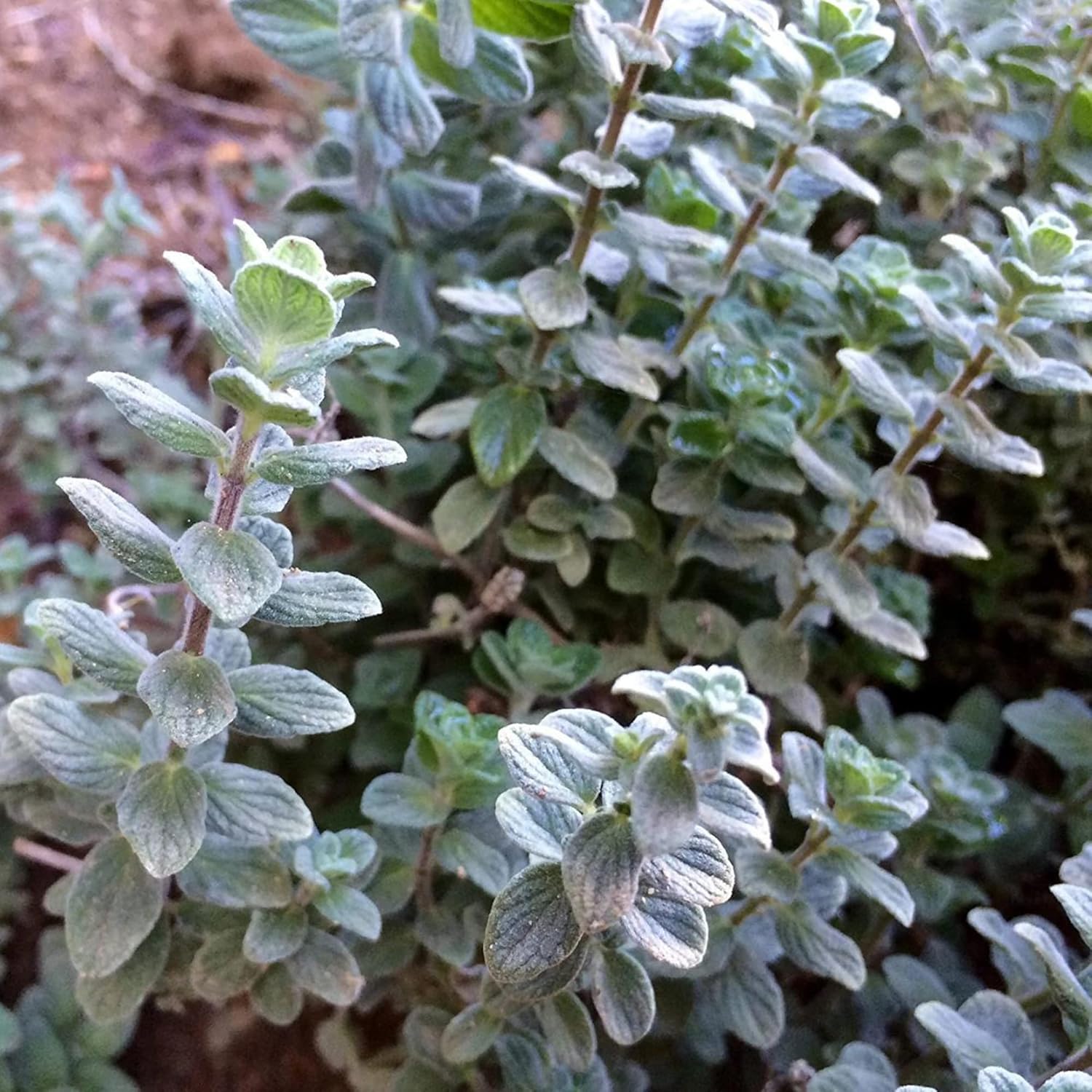 Wild Zaatar Oregano Seeds (Origanum Syriacum) - Lebanese Perennial Herb for Culinary & Garden