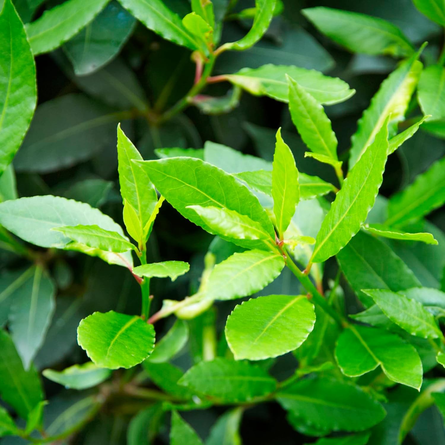 Lorbeersamen (Laurus Nobilis) - Duftender, immergrüner Baum oder Strauch für Gärten und Landschaften - 65 Stück