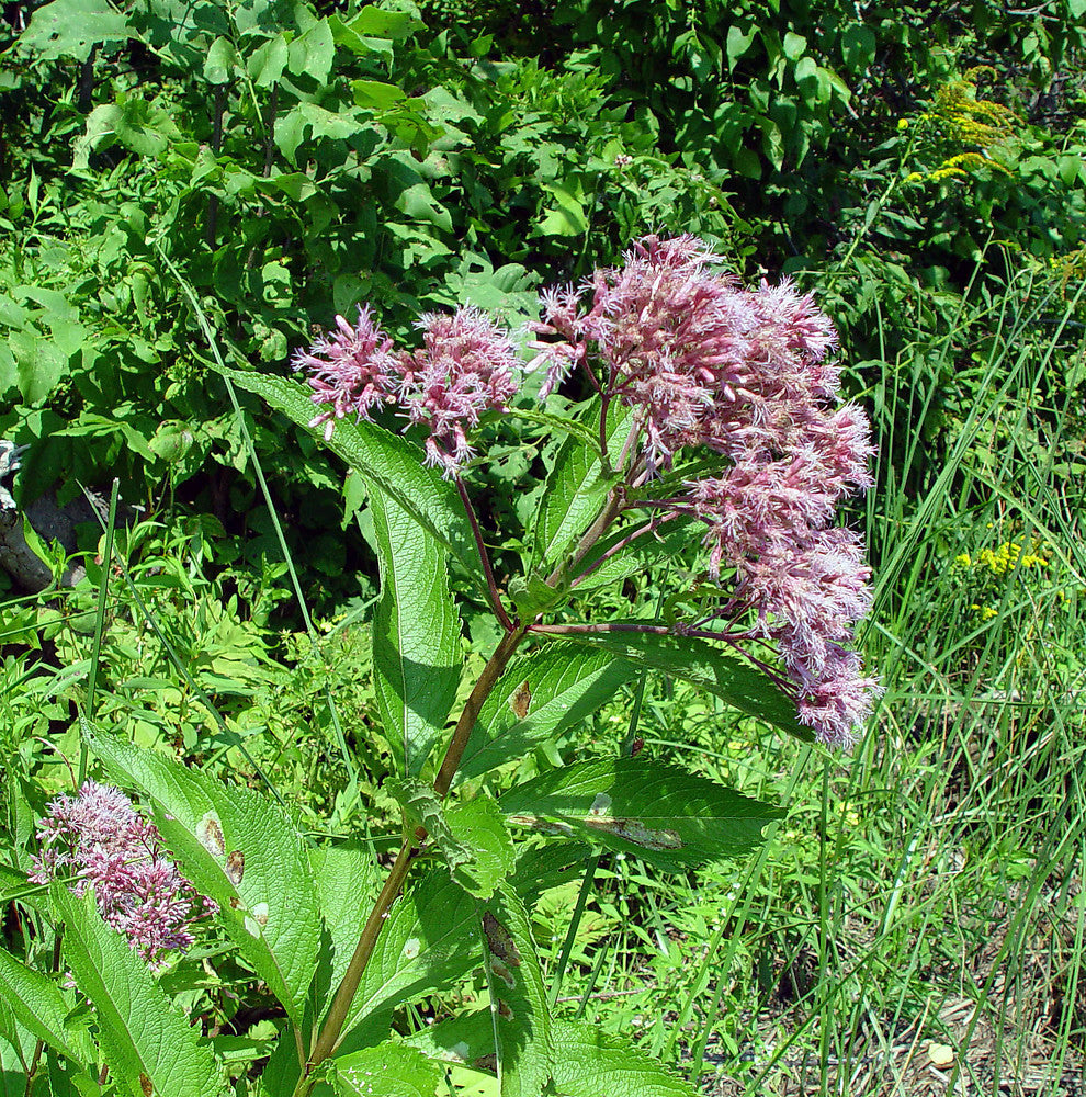 Mixed Colors Joe Pye Weed (Eupatorium Maculatum) Flower Seeds - 50 Pieces