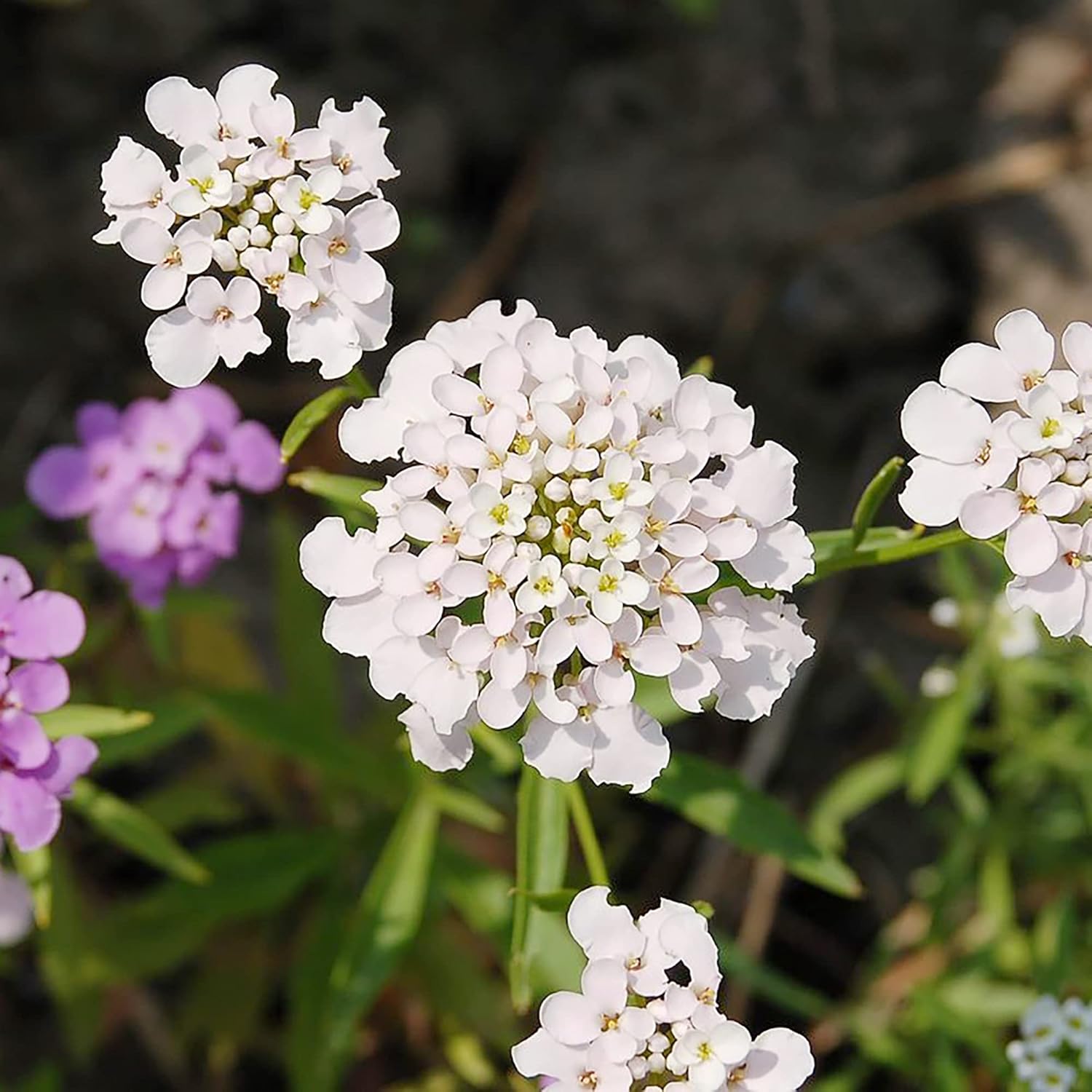 Candytuft Seeds Perennial - Attracts Pollinators, Deer & Rabbit Resistant, Drought Tolerant, Evergreen Ground Cover for Edging, Patio & Outdoor Containers - 2000 Pcs