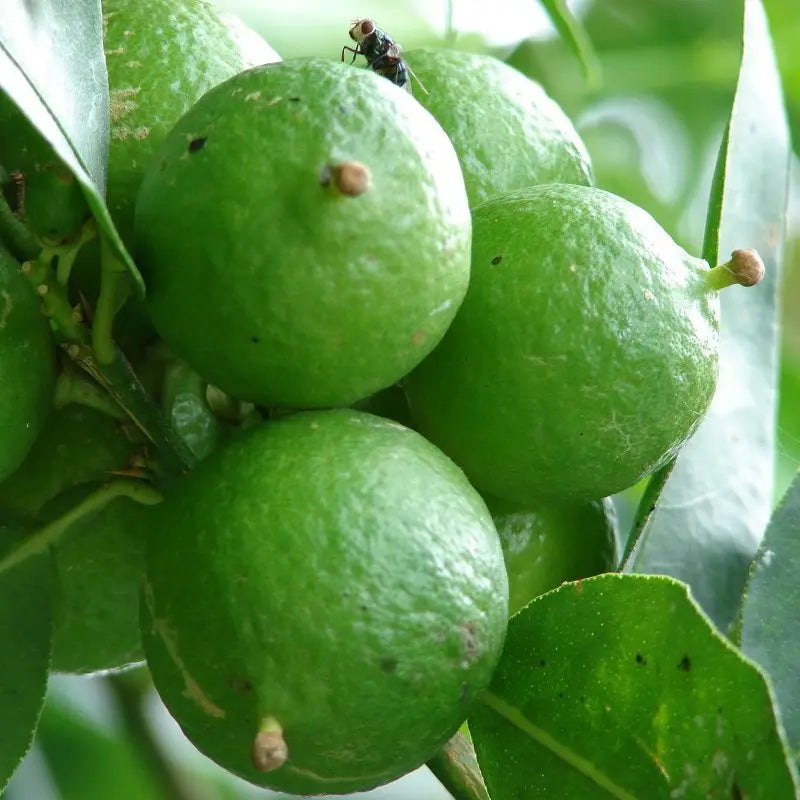 Key Lime Tree Seeds (Citrus aurantifolia) – 5 Seeds