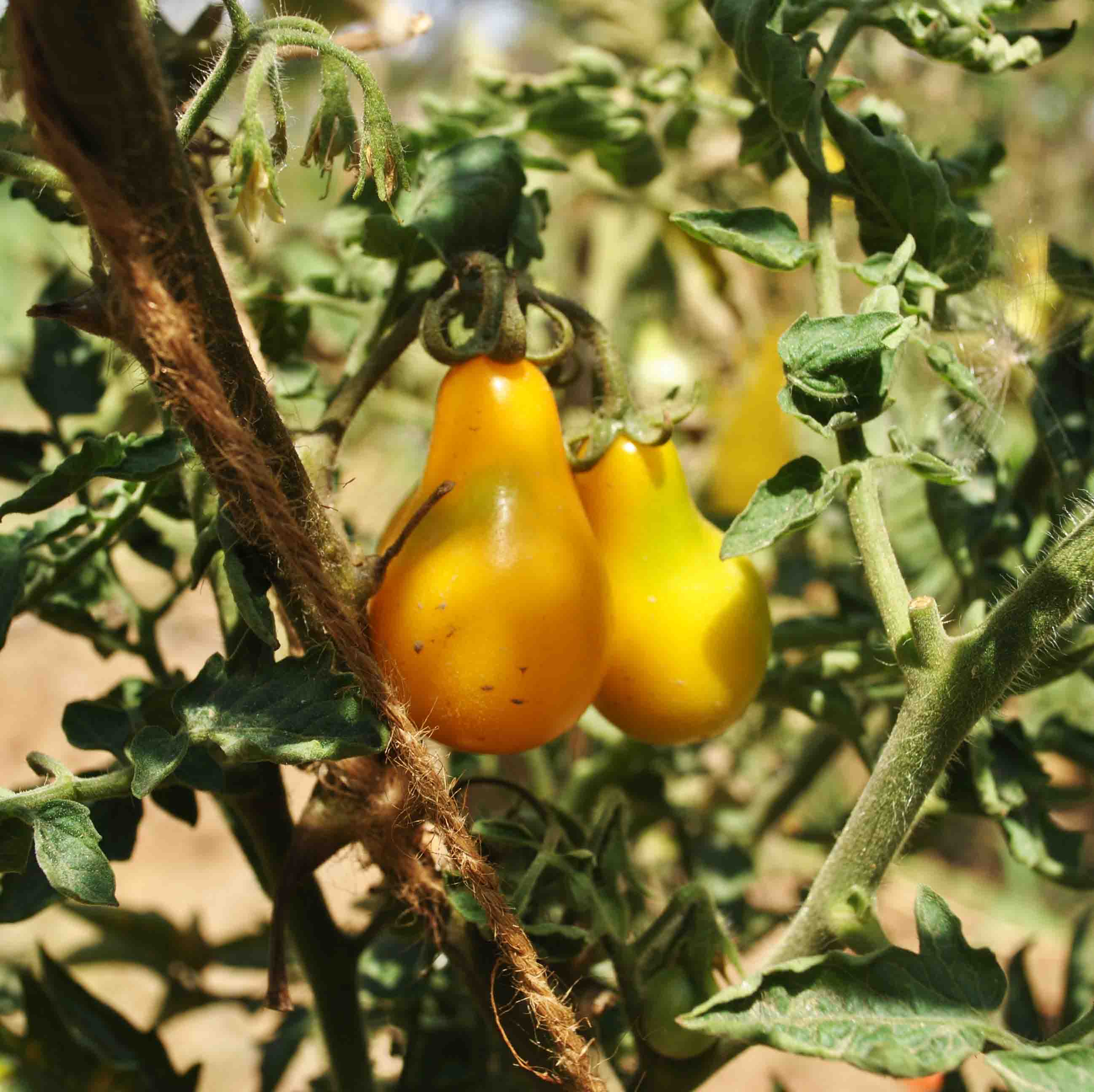 Yellow Pear Tomato Seeds – Heirloom Cherry Tomatoes for Your Garden