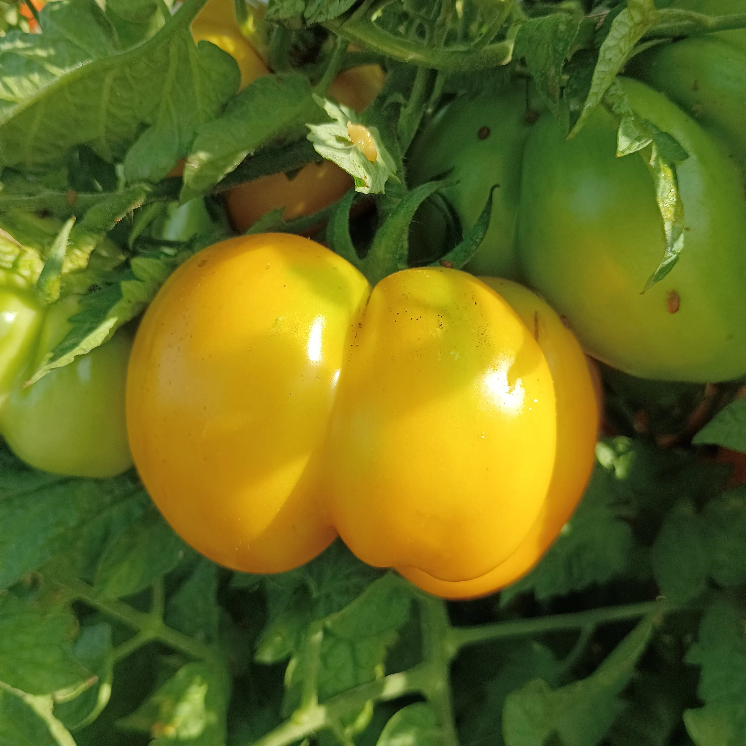 Yellow Stuffer Tomato Seeds – Unique Hollow Heirloom Variety for Stuffing