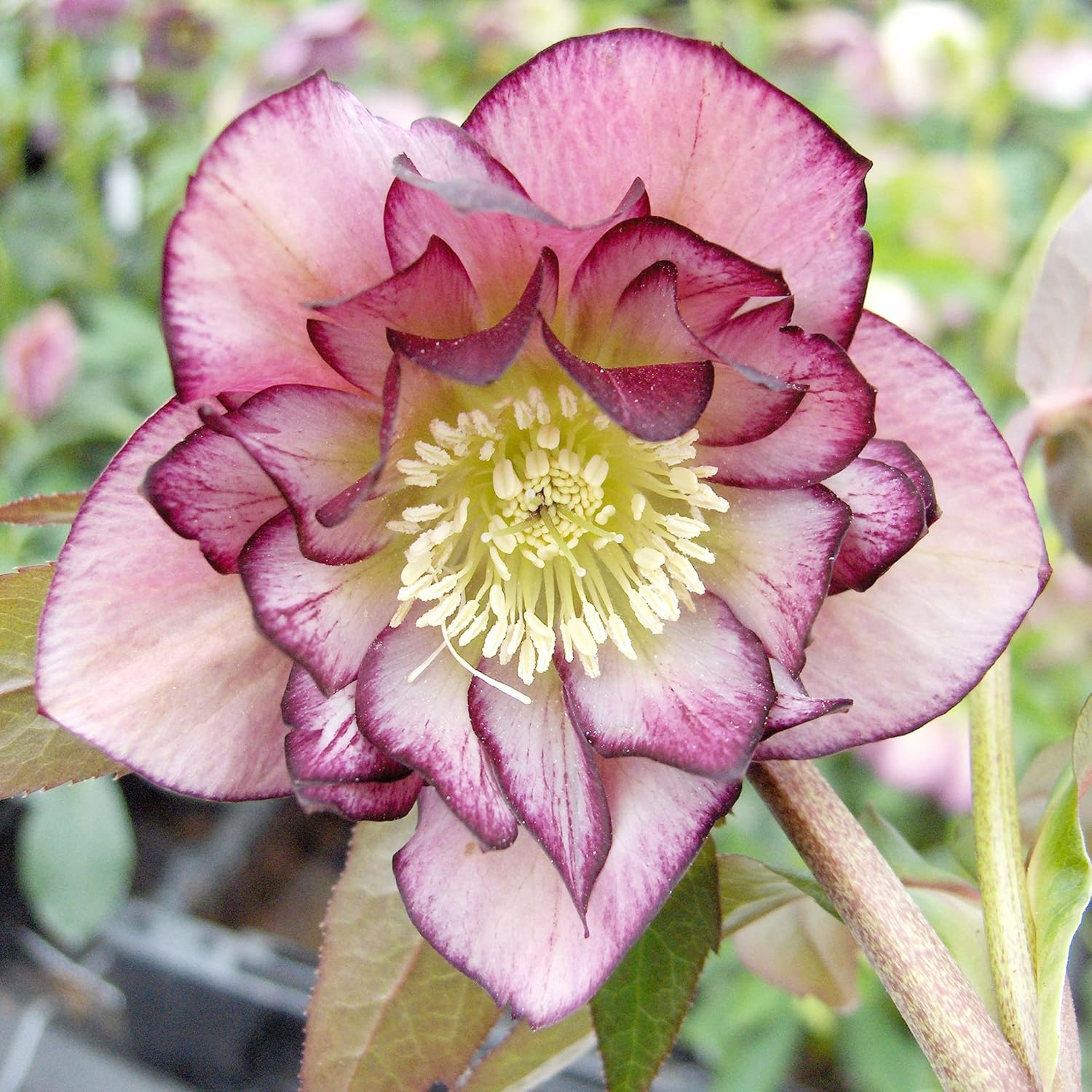 Lenten Rose Seeds Helleborus Perennial - Attracts Pollinators for Shady Borders & Containers - 10 Pieces