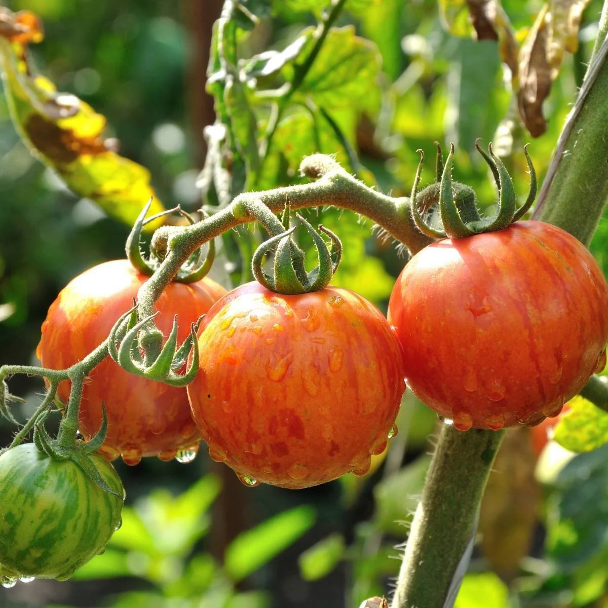 Tigerella Tomato Seeds – Heirloom Striped Variety - High-Yield & Sweet Flavor