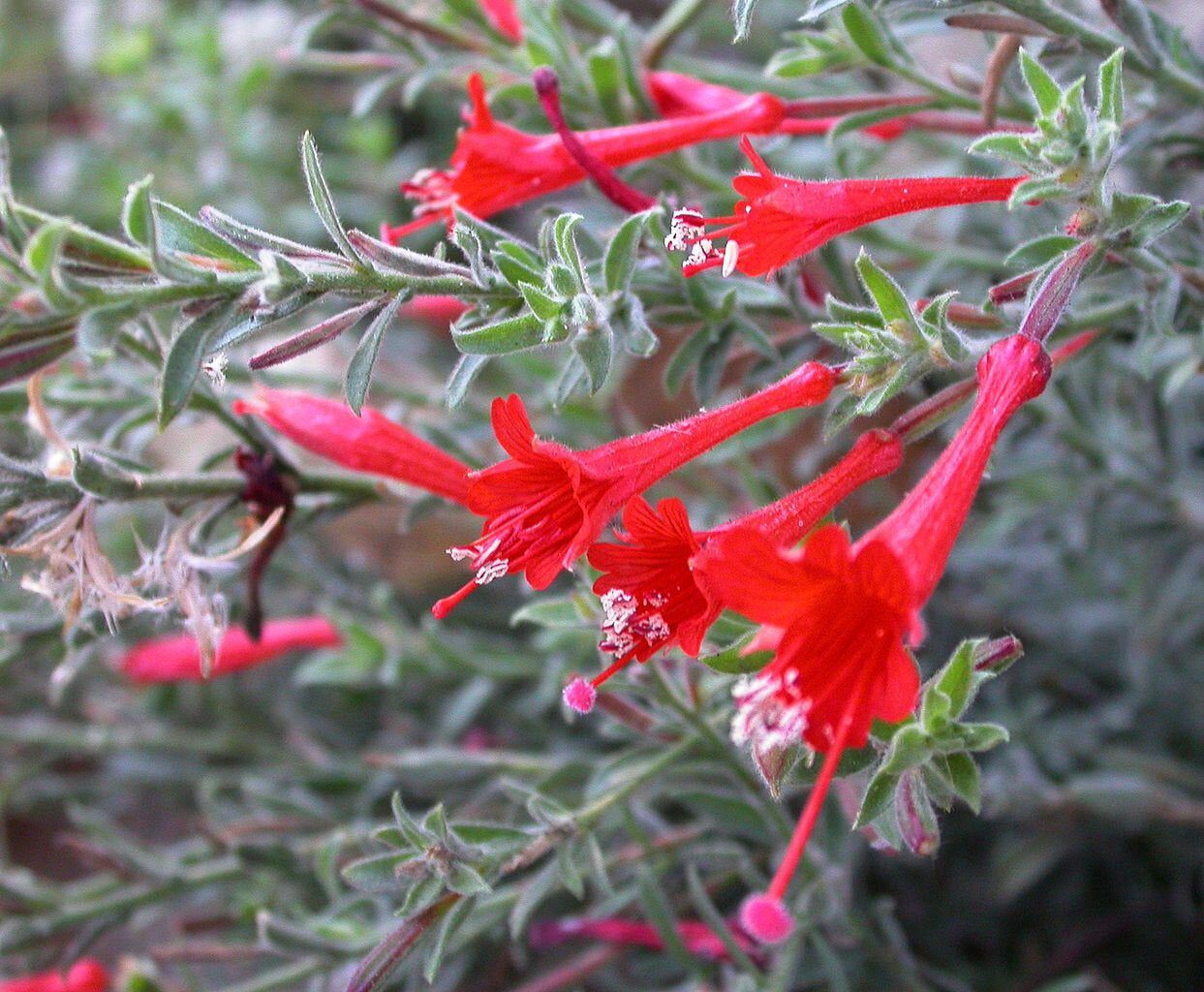 California Fuchsia Epilobium Canum - 30 Seeds