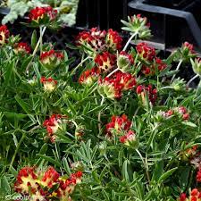 Anthyllis Vulneraria Coccinea: Levende røde blomster til din have | Køb nu!