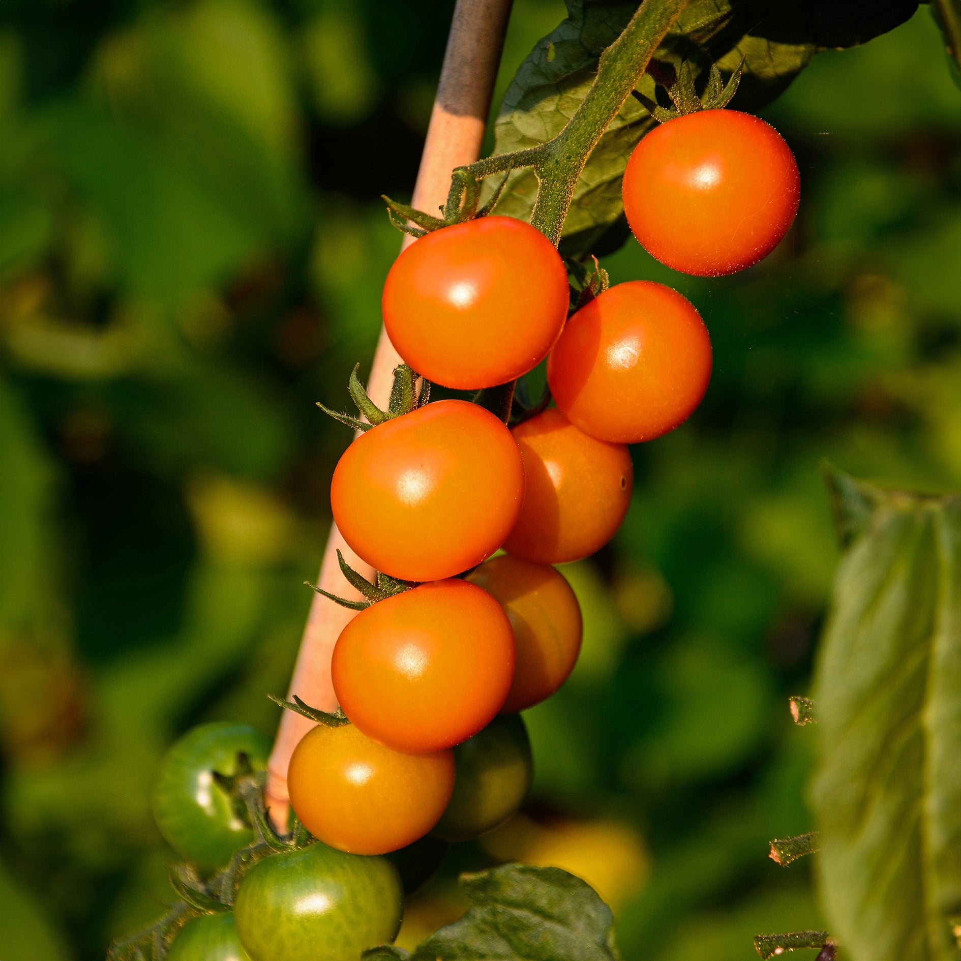 Sungold Tomato Seeds – Sweet & Juicy Golden Cherry Tomatoes