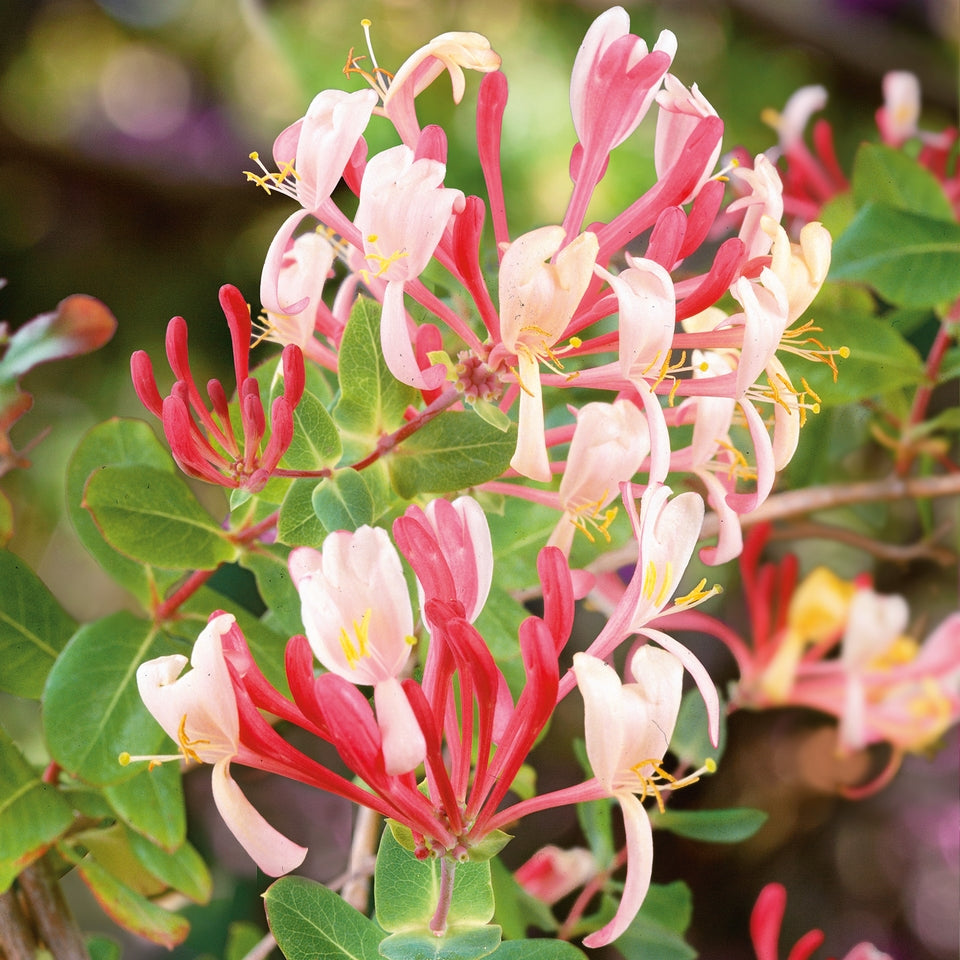 Mixed Honeysuckle Seeds - Fragrant Cloud & Major Wheeler Honeysuckle Vine - 1000Pcs