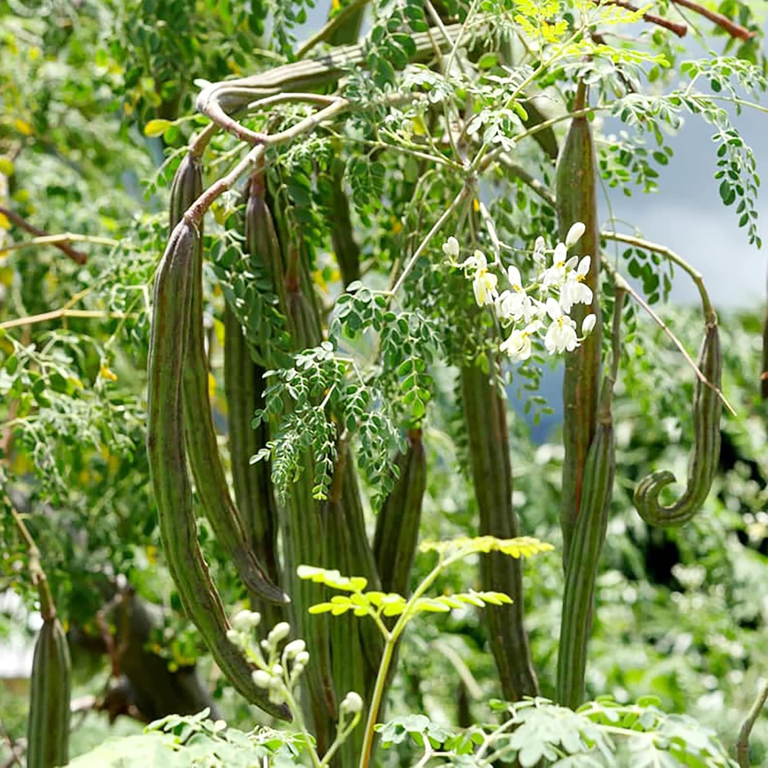 Moringa Plant Seeds (Moringa Oleifera) Fast Growing, Drought Resistant, Nutrient Rich with Health Benefits