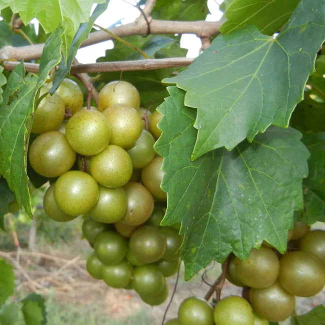 Riesige SCUPPERNONG weiße Muskat-Weinrebensamen - 5 Stück