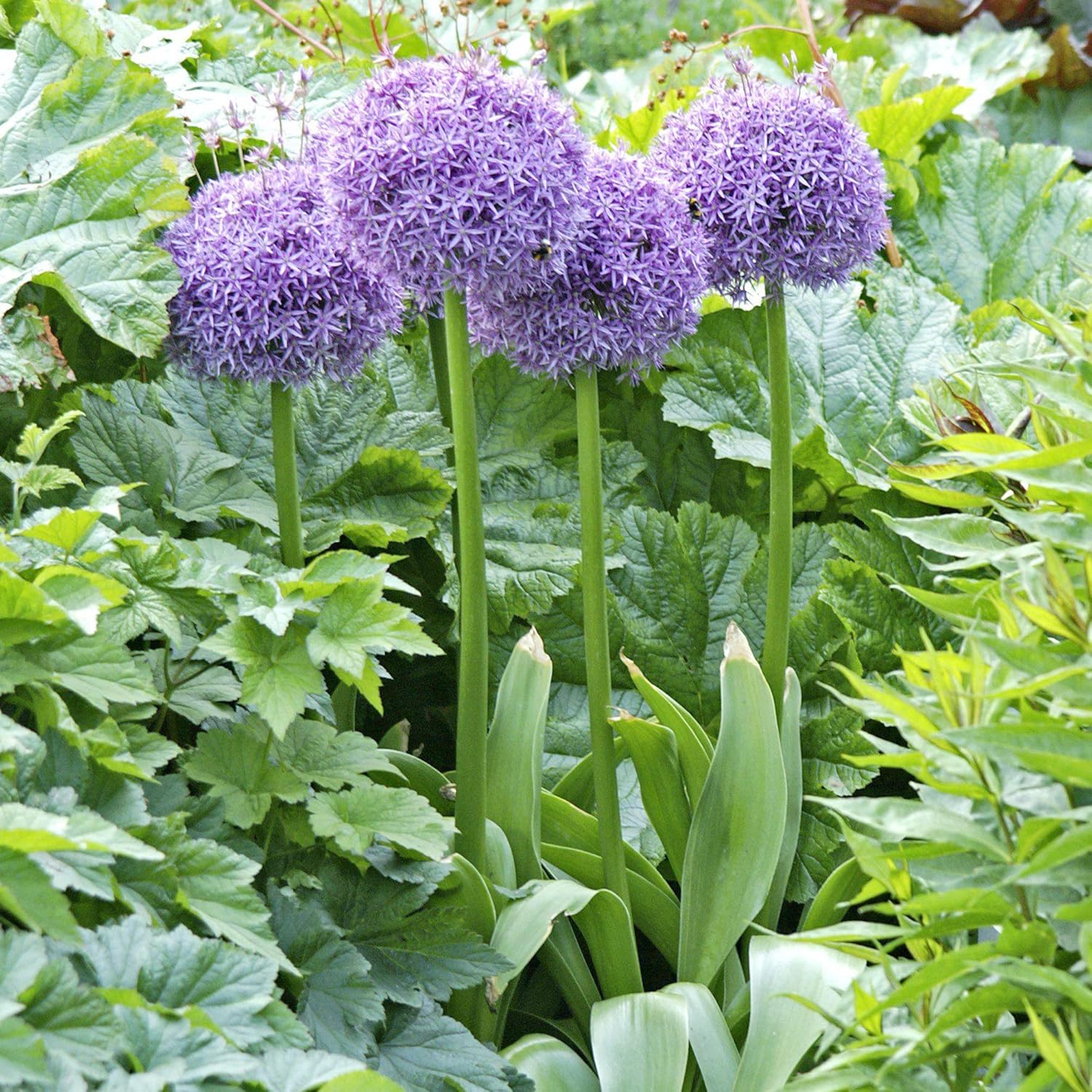 Riesenlauchsamen - Allium Giganteum Purple, kältebeständiges Erbstück und gentechnikfrei, ideal für Schnittblumen - 50 Stück