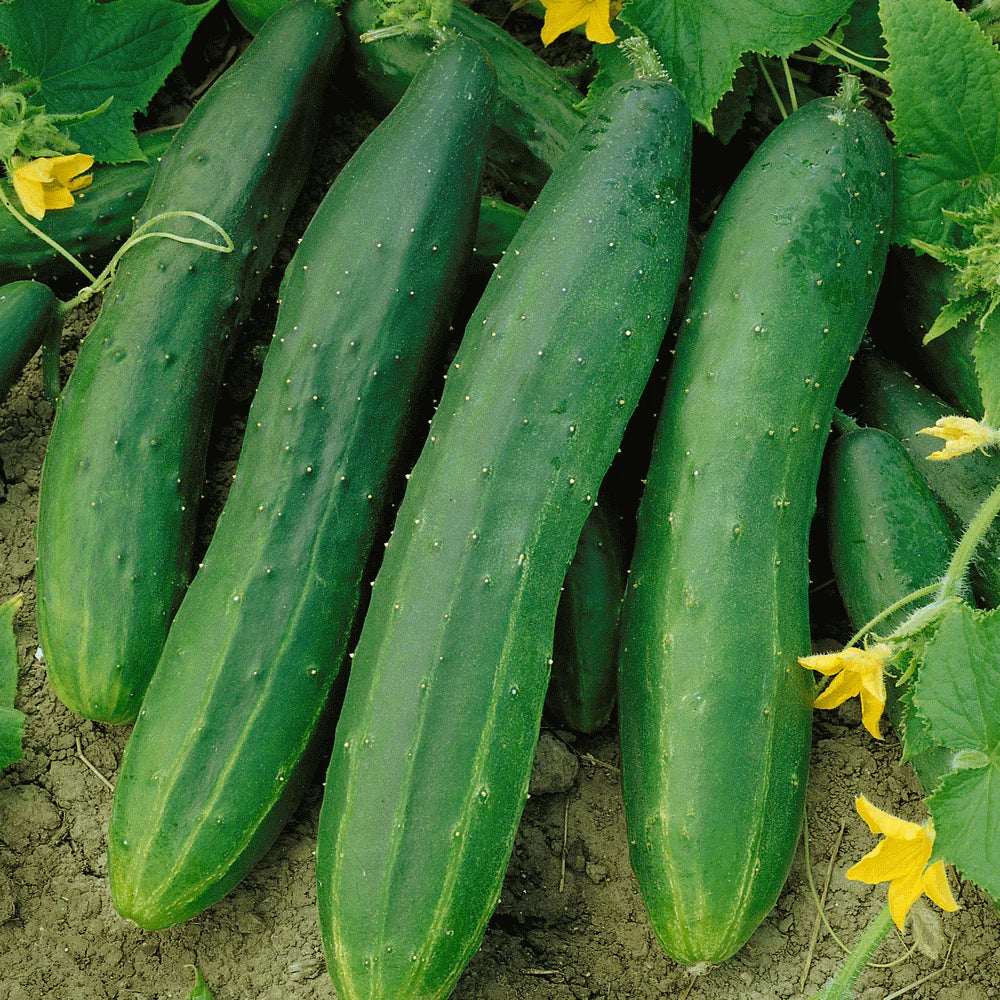 Straight Eight Cucumber Seeds – High-Yield, Crisp & Heirloom Variety