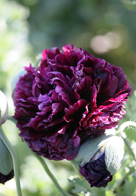 Papaver Paeoniflorin Black Peony Seeds - Elegant Black Poppy Blooms for Garden