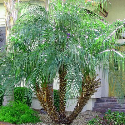 Pygmy Date Palm House Plant Seeds