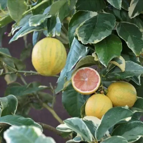 Pink Variegated Lemon Seeds for Planting – Grow Unique Striped Citrus at Home