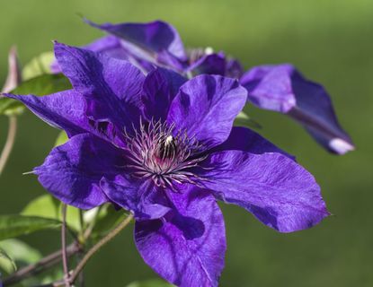 50 dunkelviolette Clematis-Samen | Blühende, kletternde, mehrjährige Blumen | Blumenranke | Mehrjährige Kletterpflanze