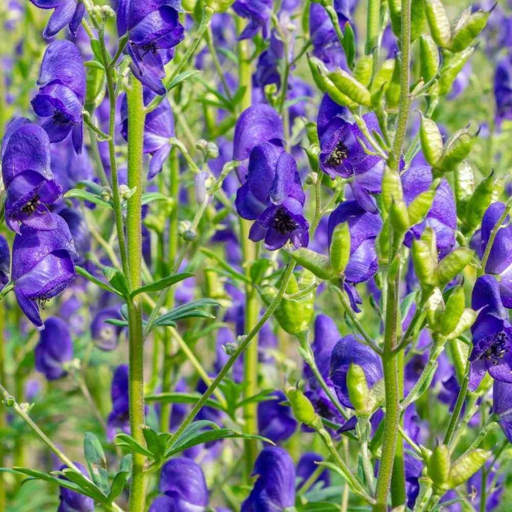 Monkshood Seeds for Planting - 100 pcs - Flower seeds