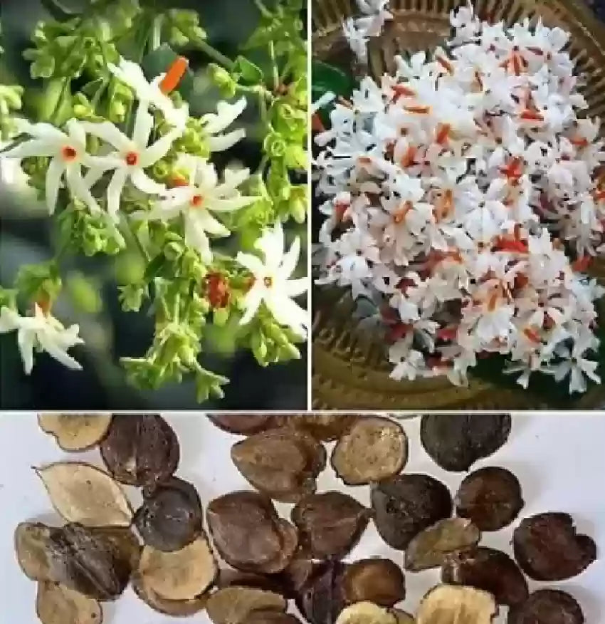 Night-Flowering Jasmine Flower Seeds for Planting - 100 pcs - Flower seeds