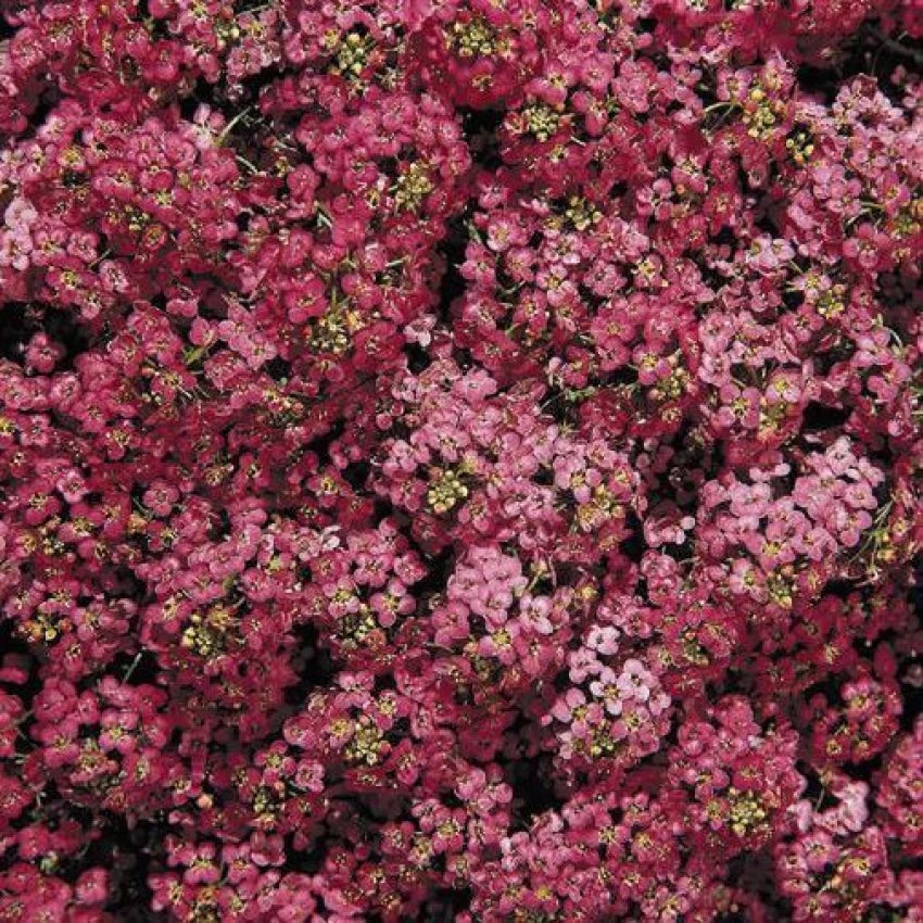 "Alyssum Wonderland Deep Rose Flower Seeds, Planting - 100 pcs" - Flower seeds