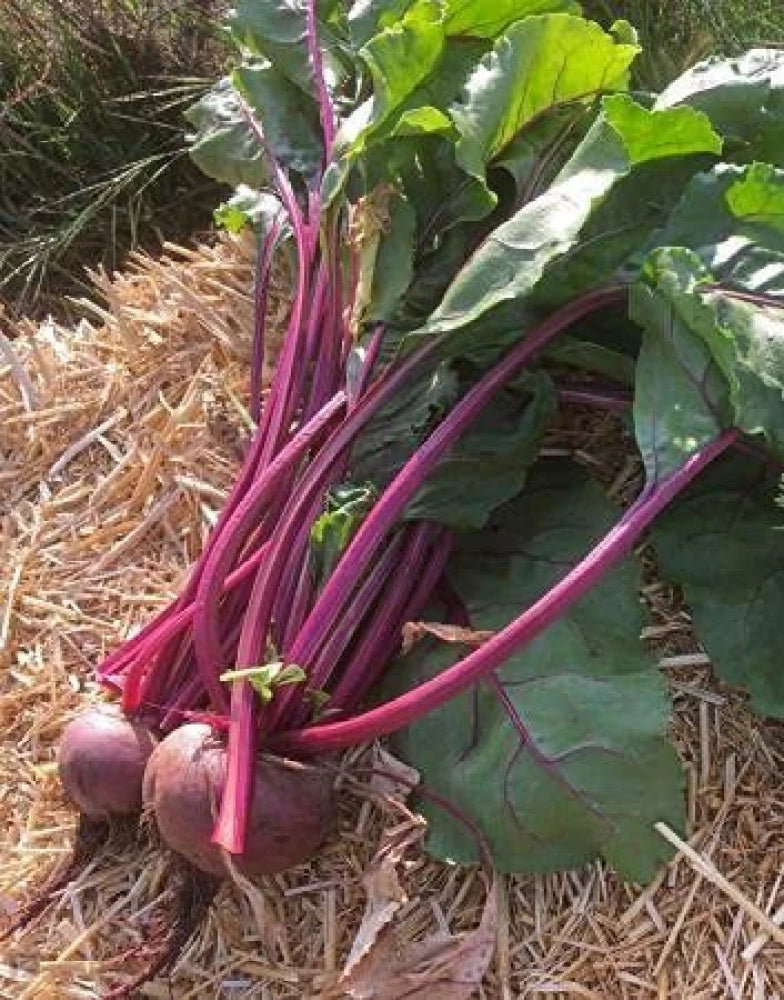 Découvrez le trésor du jardin, cultivez des graines de betteraves dorées pour une récolte abondante de douceur et de nutrition