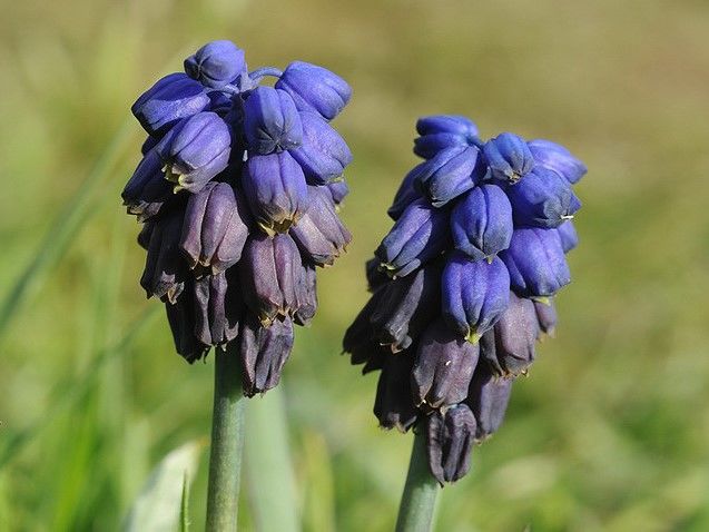 Bellevalia Paradoxa frø til plantning: En fantastisk blå staude til levende og unikke haveudstillinger
