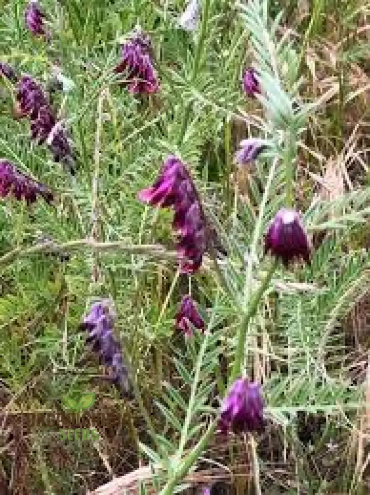 50Pcs Purple Vetch Flower Seeds Fresh Pack Of 50